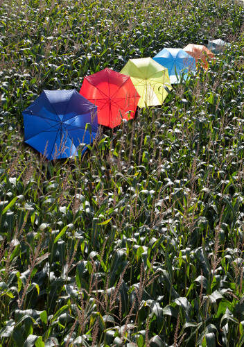 Golfparaplu zwart 2 kleuren zd 4596