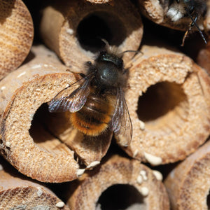 Insektenhotel 5552
