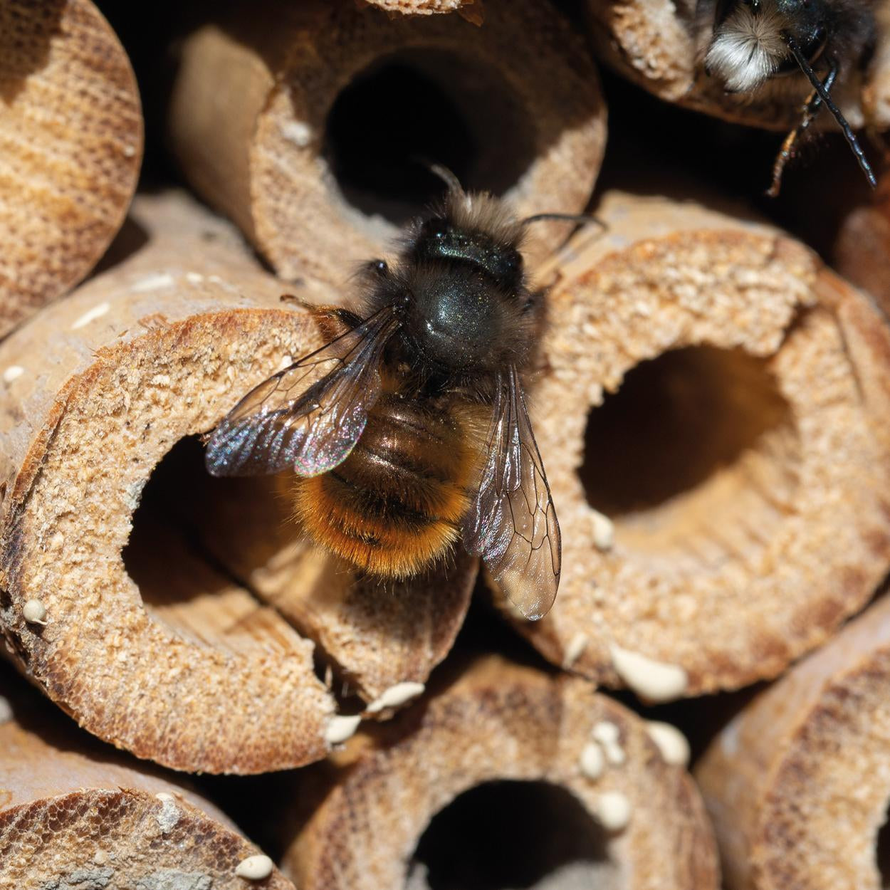 Insektenhotel 5552