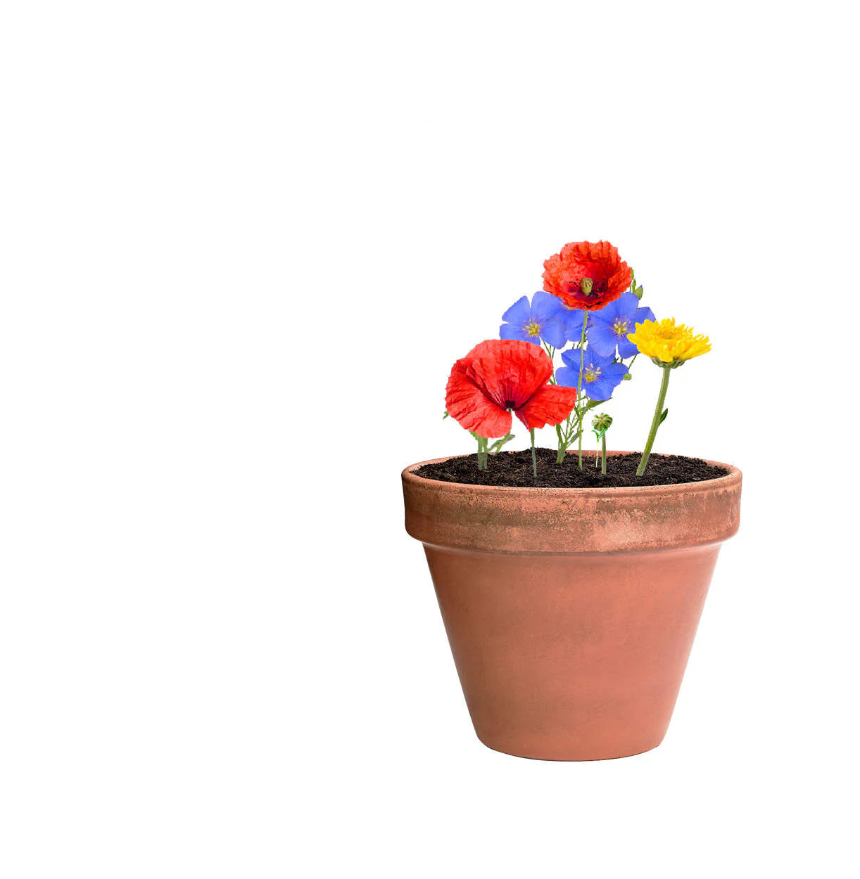 bloemenzaad bal Mussox  sample