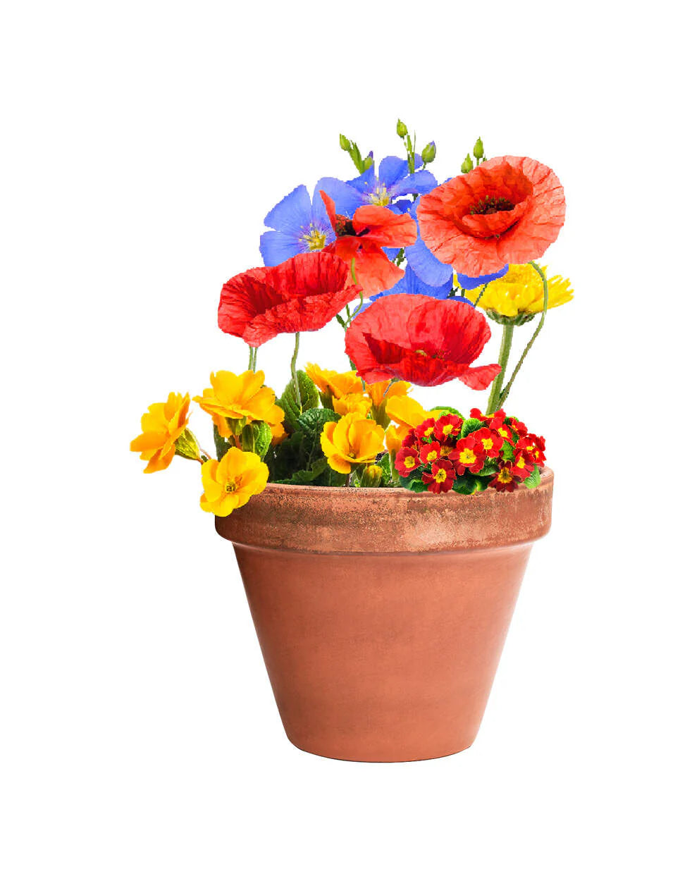 bloemenzaad bal Mussox  sample