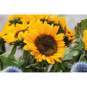 Zonnebloemzaadjes in envelop 13710