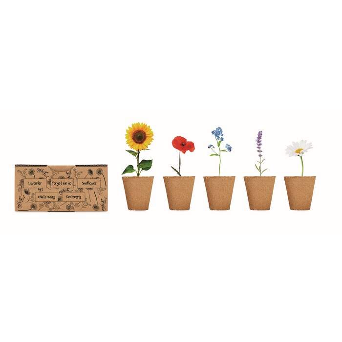 Bloemen kweekset FLOWERS beige 4 kleuren tp 1604