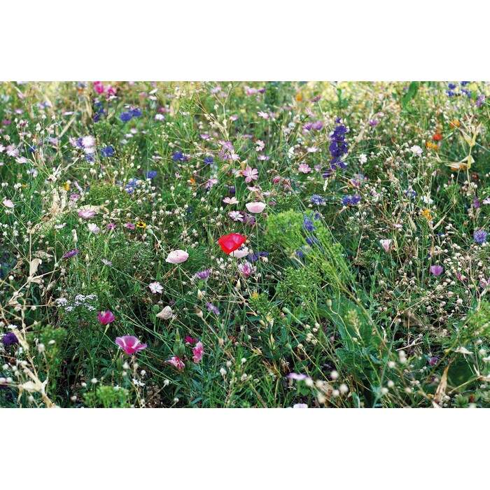 Bloemenzaadjes in envelop SEEDLOPEBEE sample