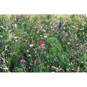 Zaadbom bijenbloemen BOMBI II  7